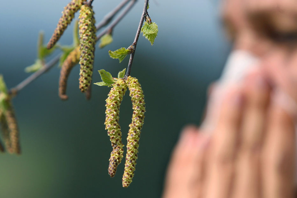 Neben dem roten Sand landen auch etliche Pollen in den Regentropfen. Das ist für Allergiker gefährlich.