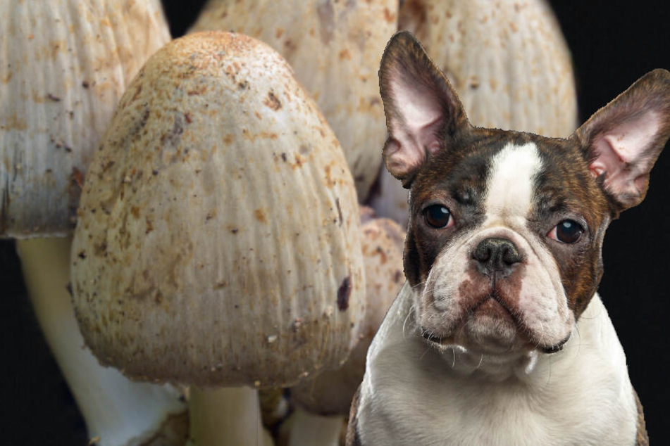 Während eines Spaziergangs aß ein Boston Terrier Pilze am Wegesrand. Wenig später starb er qualvoll. (Symbolbild)