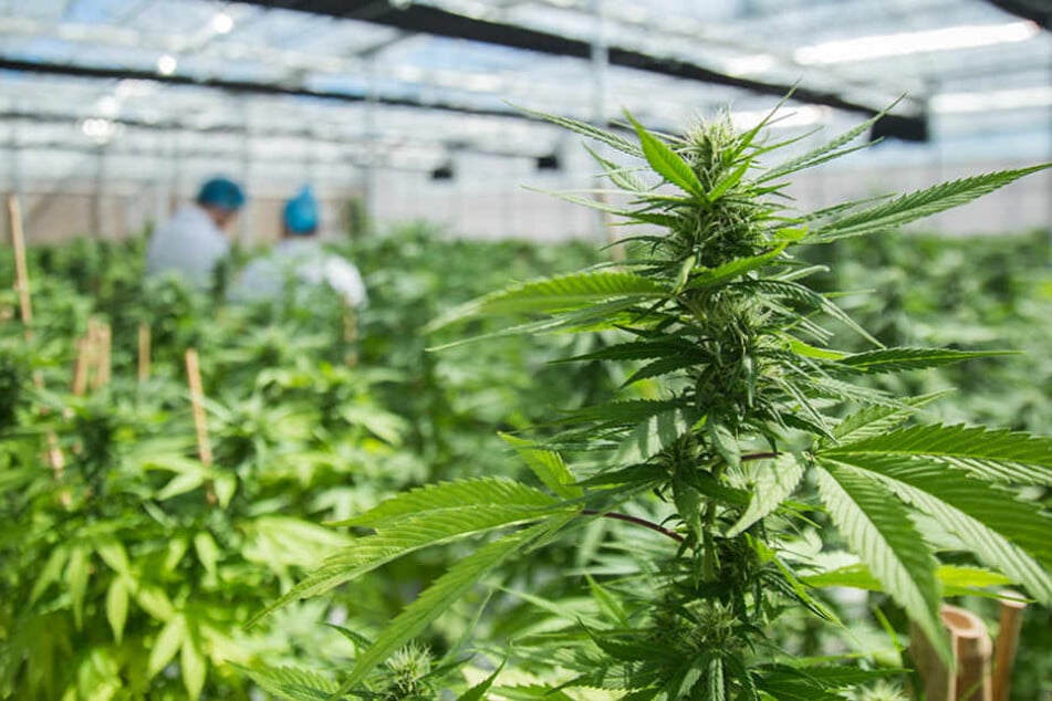 „maricann“ baut Cannabis ausschließlich für medizinische Zwecke an. Der Bedarf an der verschreibungspflichtigen Droge wächst.