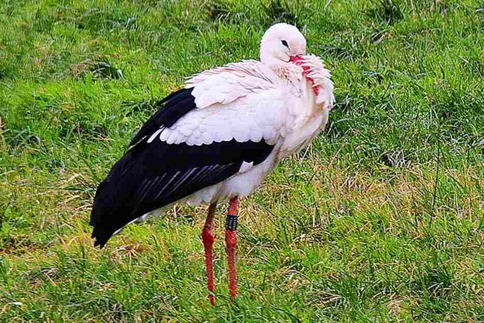 Ein toter Storch sorgte kurz vorm Wochenende in OWL für Aufsehen. Jetzt wurde bestätigt, dass er tatsächlich am H5N8-Erreger gestorben ist.