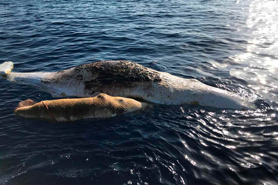 Ein Pottwal und sein Jungtier treiben tot im Meer vor Italien.