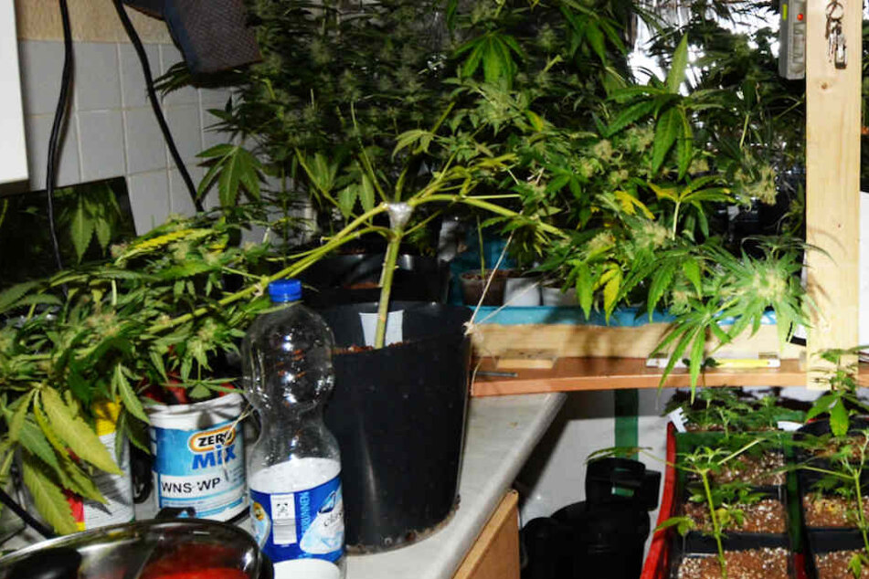 Direkt in der Küche zog die 42-Jährige ihre Cannabis-Pflanzen groß.