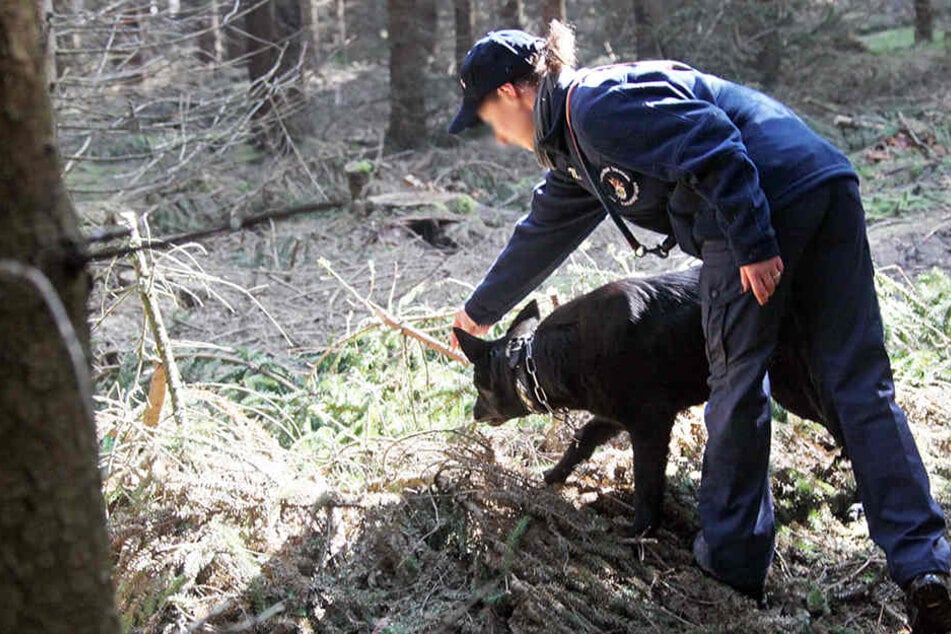 Ein Spürhund sucht in einem Wald nach Vermissten. (Archivbild)
