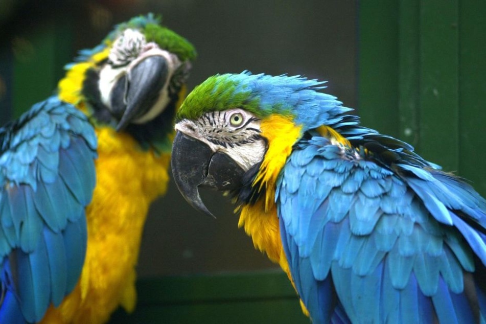 Besonders empfindliche Vogelarten wie etwa Papageien müssen in die Innenräume umziehen.