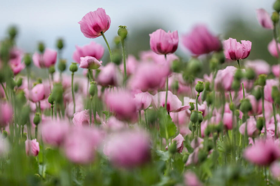 Wunderschön: der lila Schlafmohn.