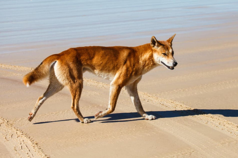 Ein australischer Dingo.