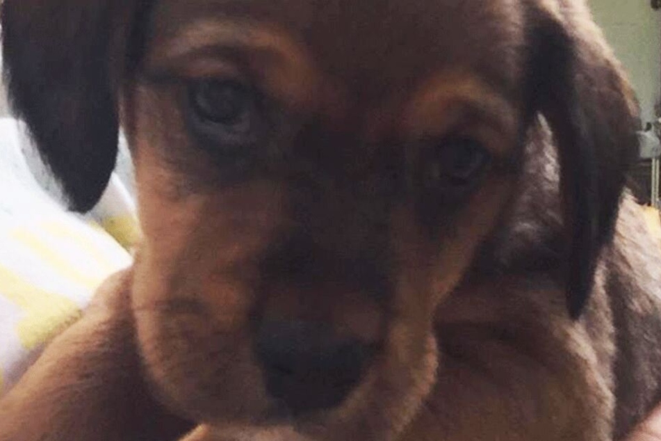 Sie sucht ihn mit hund
