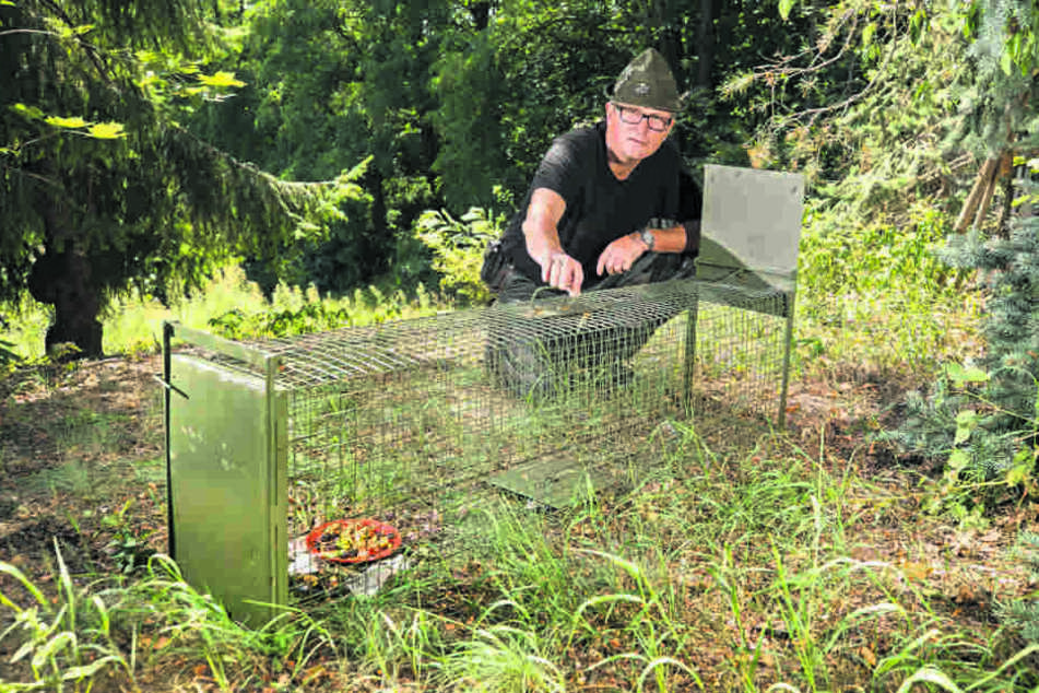 Warnt vor der Waschbären-Invasion: Jagdpächter und
Stadtjäger Hartmuth Geschke (56).