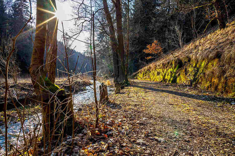 Der Weg durchs Colmnitzbach-Tal ist gut in Schuss. Einige andere Wege sind vorübergehend aber in schlechtem Zustand, denn schwere Transporter rumpeln noch durch die Wälder, um Sturm-Holz abzutransportieren.