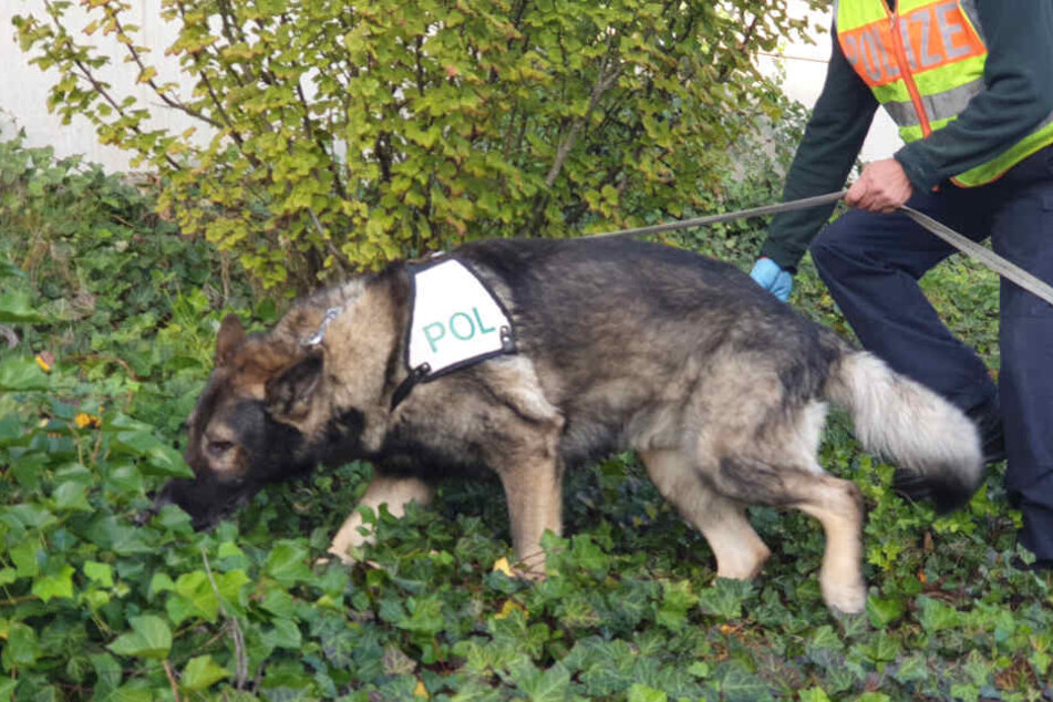 Spürhunde sind im Einsatz gewesen.