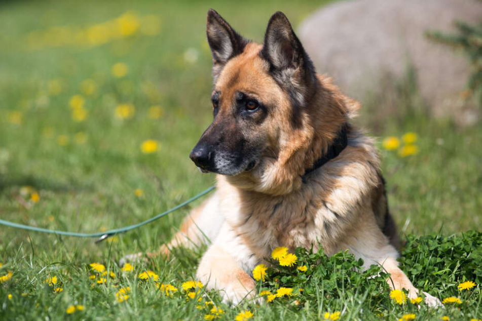 Die Schäferhunde müssen sich in verschiedenen Disziplinen beweisen.