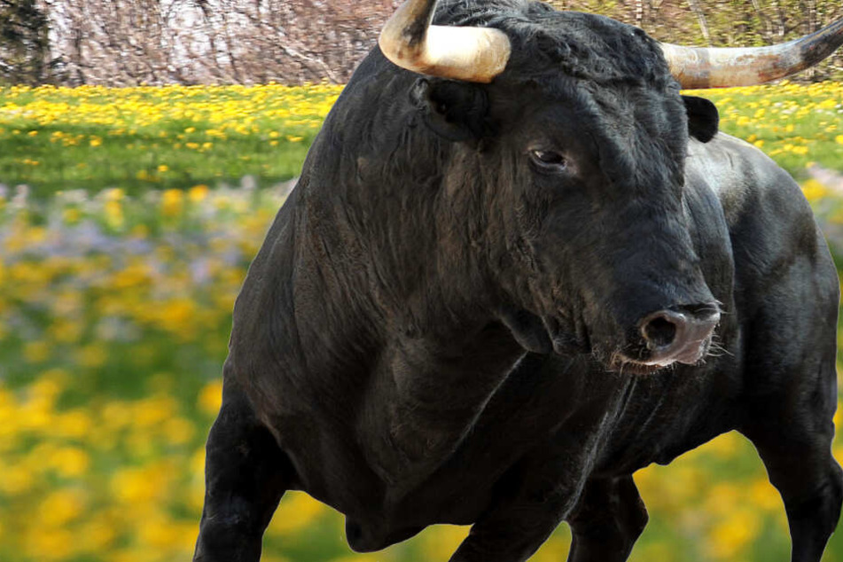 Auf einer Wiese konnte die Polizei den tobenden Stier einkreisen (Symbolbild).
