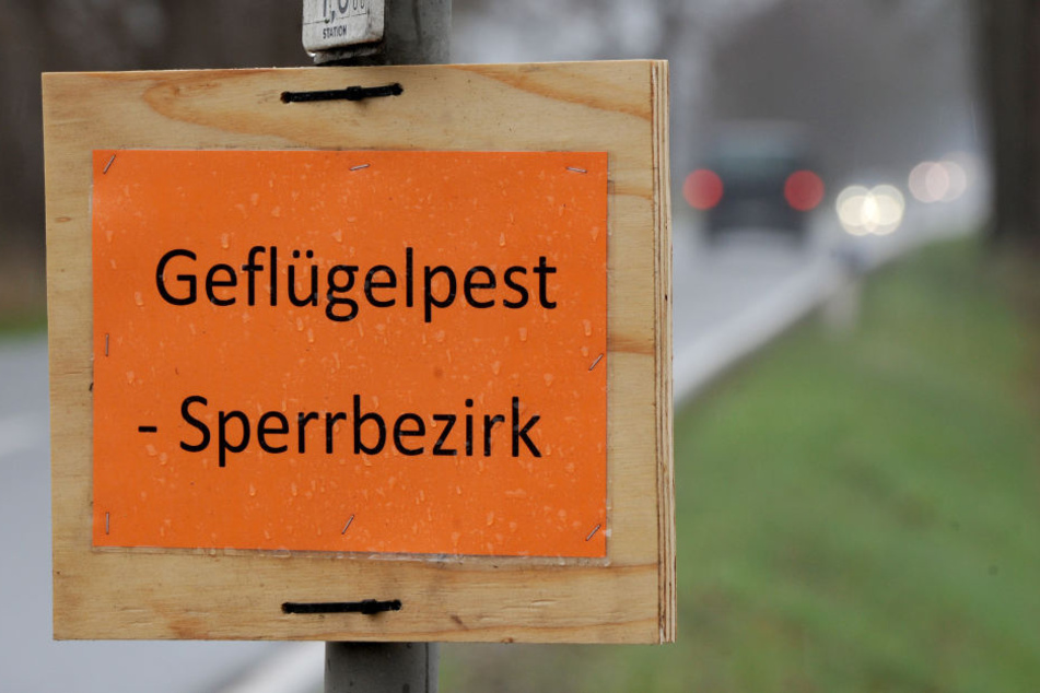 In Thüringen gibt es nun einen zweiten Vogelgrippe-Fall.