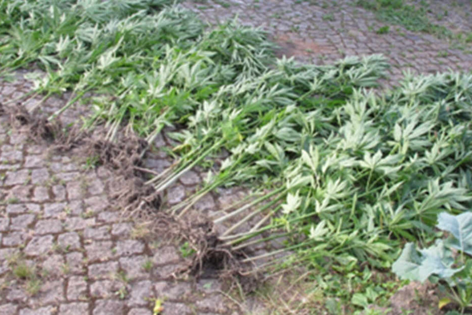 Über 50 Cannabispflanzen stellte die Polizei sicher.