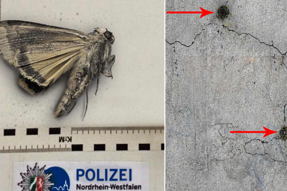 Diese angebliche "Betonmotte" soll das Gebäude zerfressen.