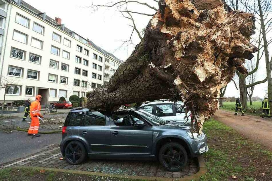 Ein umgekippter Baum liegt auf drei Autos auf der Düsseldorfer Cecillienallee.
