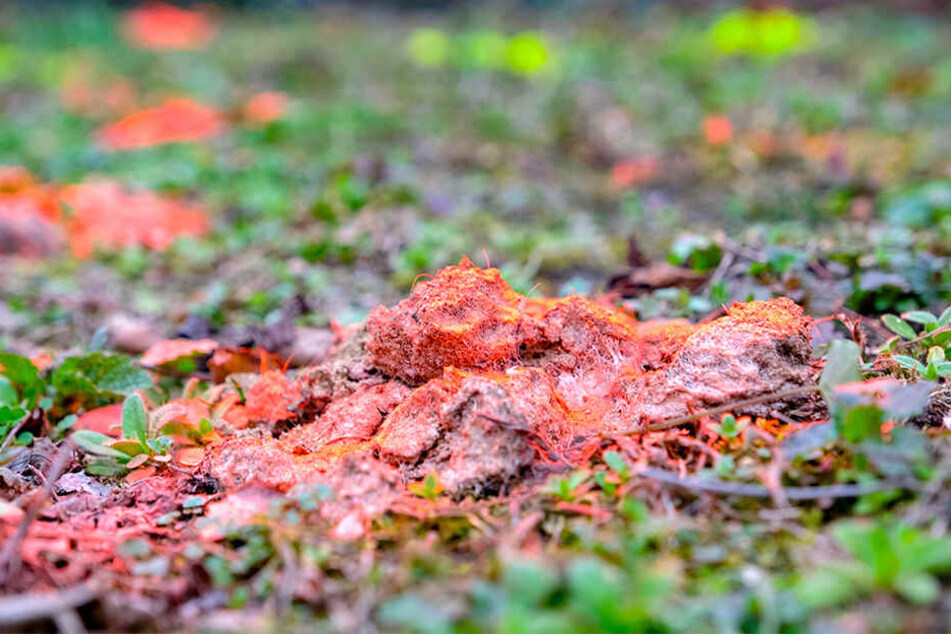 Abwechselnd in Rot und Gelb sprühte der Unbekannte die Hundehaufen an, die achtlos in der Nizzastraße liegen gelassen wurden.