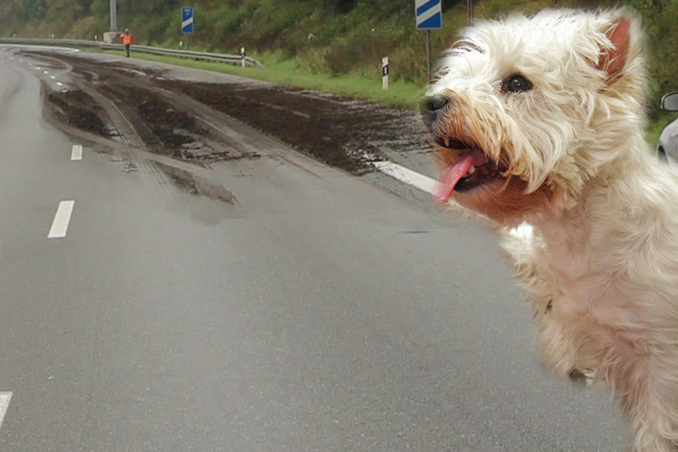 Das verwahrloste Tier wurde an der Autobahnabfahrt Eisenach-Ost gefunden. (Symbolbild)