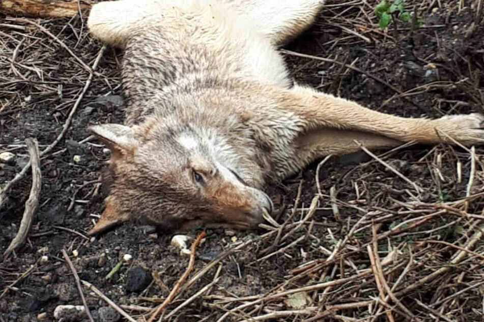 Das Foto zeigt die in Wiesbaden gefundene tote Wölfin.