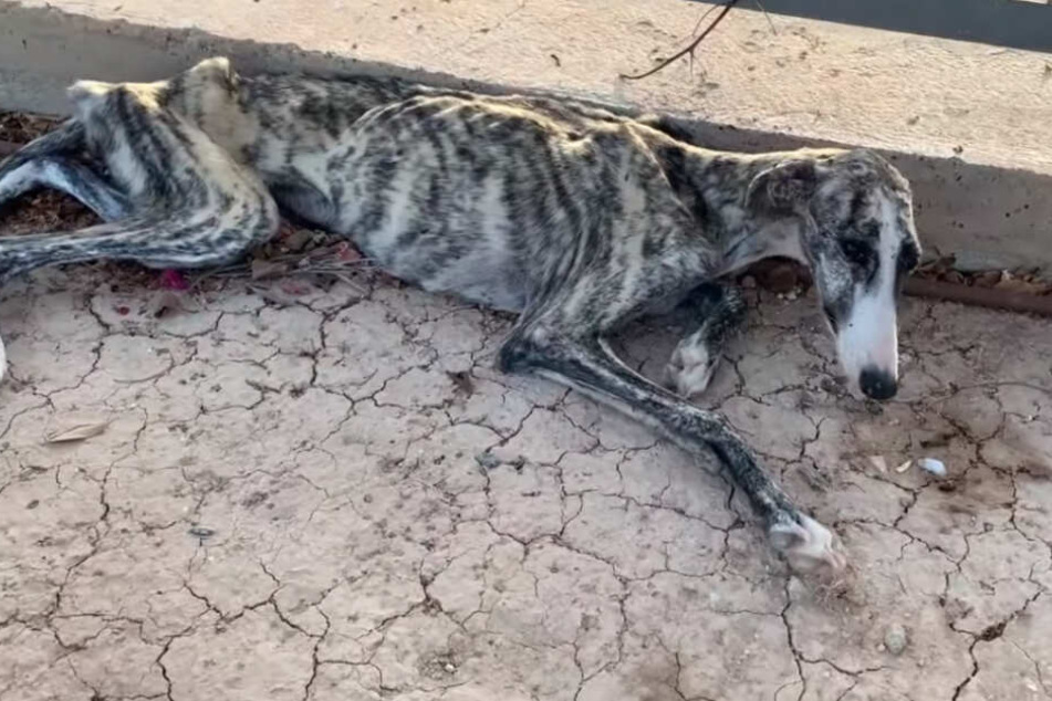Hund wird völlig abgemagert auf Straße gefunden, doch dann ändert sich