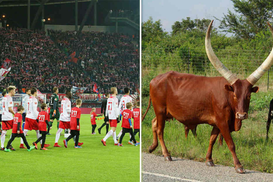 Ein echter "Red Bull" könnte bald ins Leipziger Stadion einziehen. Der Zoo schaffte jetzt ein afrikanisches Watussi-Rind an, das zum neuen RB-Maskottchen ausgebildet werden soll.