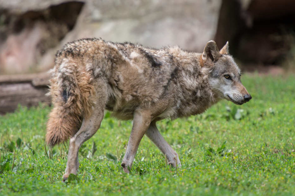 Der Wolf riss Weiden im Odenwald eine Ziege und mehrere Schafe. (Symbolbild)