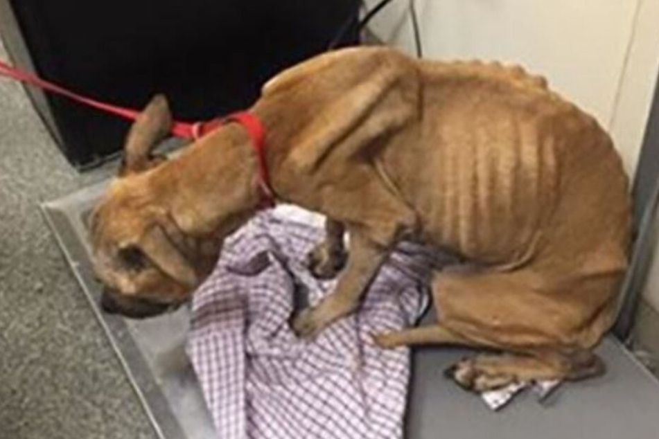Ausgehungert und dem Tod nahe fanden die Tierwärter den Hund vor.