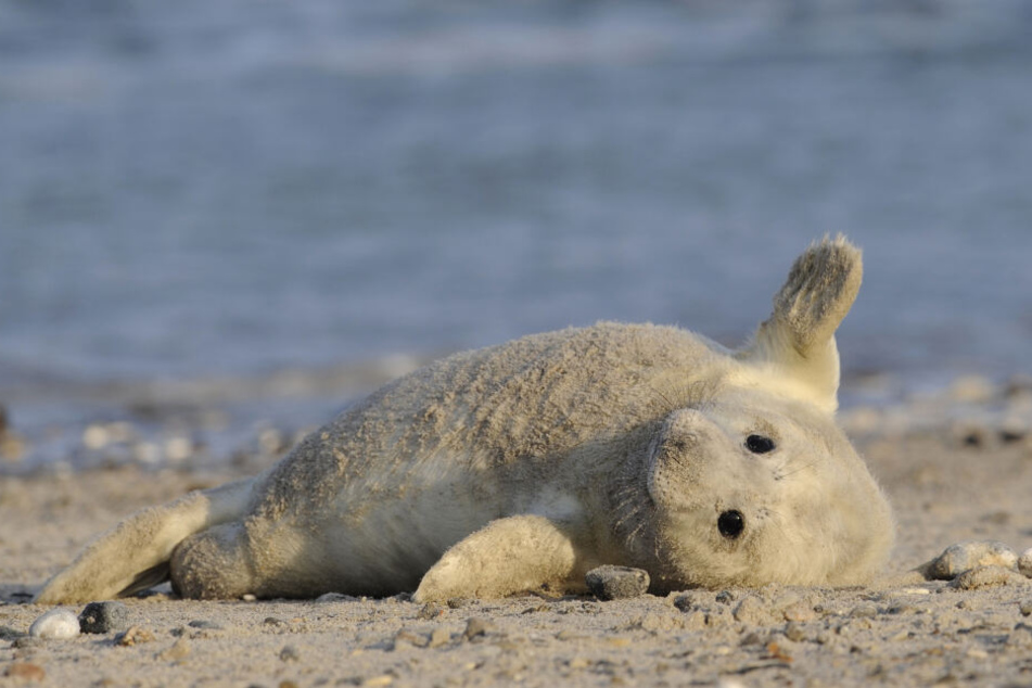 Eine junge Kegelrobbe liegt auf der sogenannten Düne vor Helgoland. Über Jahrhunderte waren die Kegelrobben in der Nordsee praktisch ausgerottet, jetzt erobern sie jedes Jahr ein größeres Stück der Hochseeinsel Helgoland.