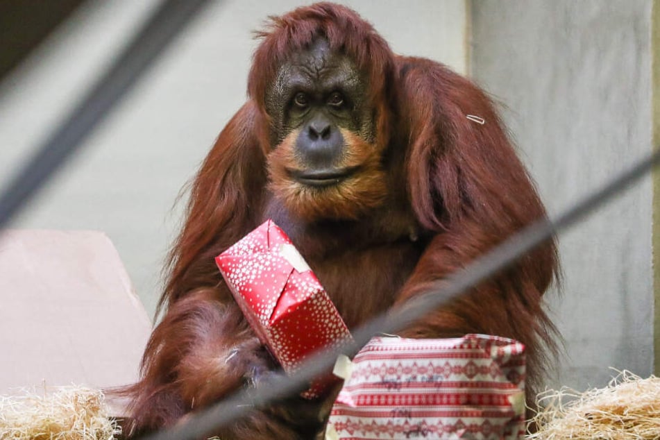 Ein Orang-Utan mit einem Geschenk.