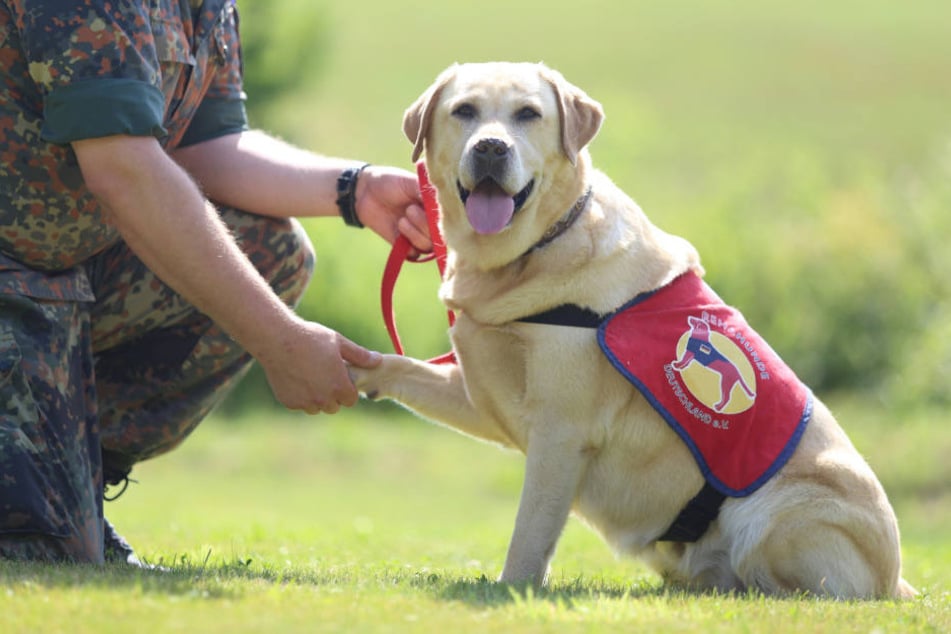 Labrador Retriever sollen bei der Bundeswehr traumatisierten Soldaten helfen. In Hamburg sind sie die beliebteste Rasse unter Hundehaltern (Archivbild).