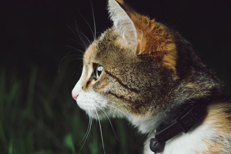 Katzen sind dämmerungsaktive Tiere.