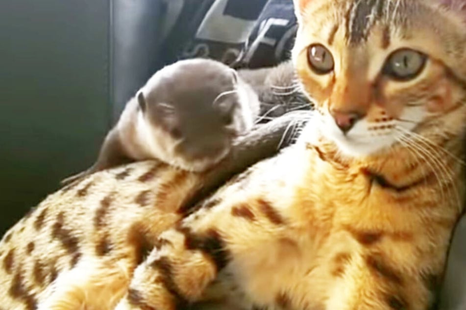 Otter "Pip" und Bengalkatze "Sam" kuscheln gern.