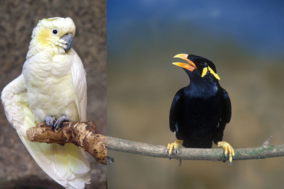 Gelbwangenkakadus (l.) und Beos müssen bei den Behörden angemeldet werden.