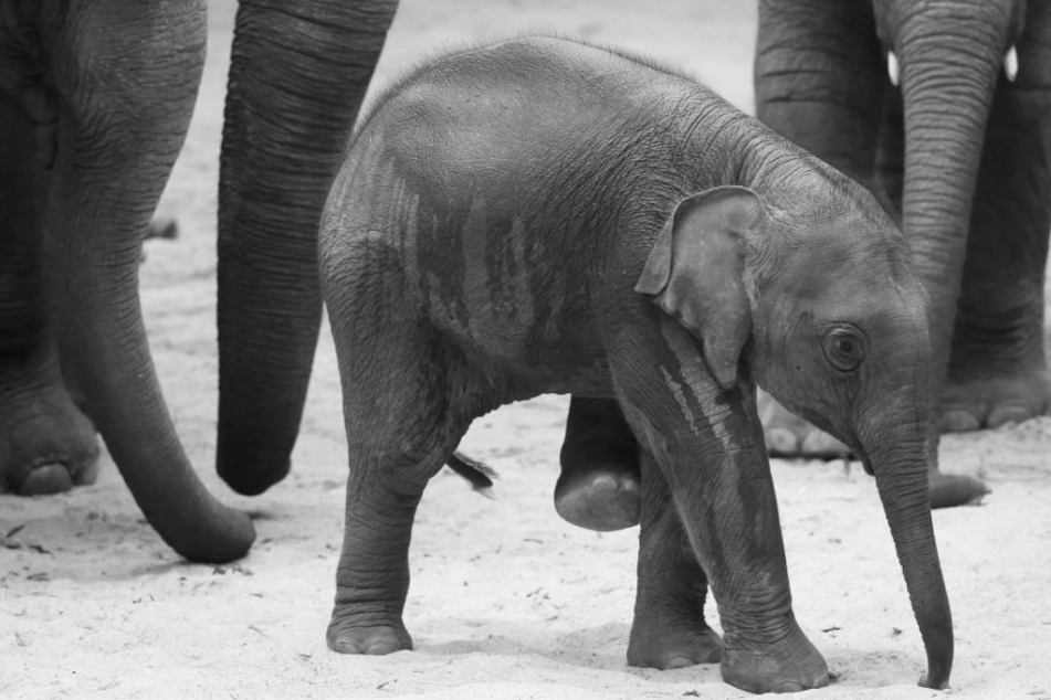 Anjuli (in Hindi: Gottes Geschenk) kurz nach seiner Taufe im Tierpark Hagenbeck.