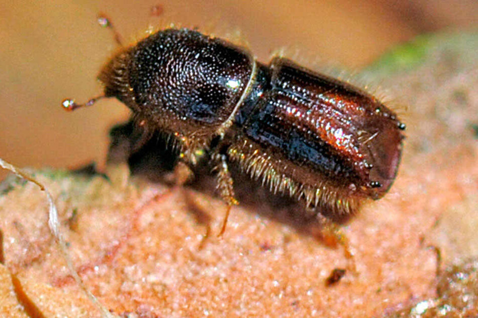 Der nur 5 Millimeter große Borkenkäfer ist der größte Feind der Fichte.