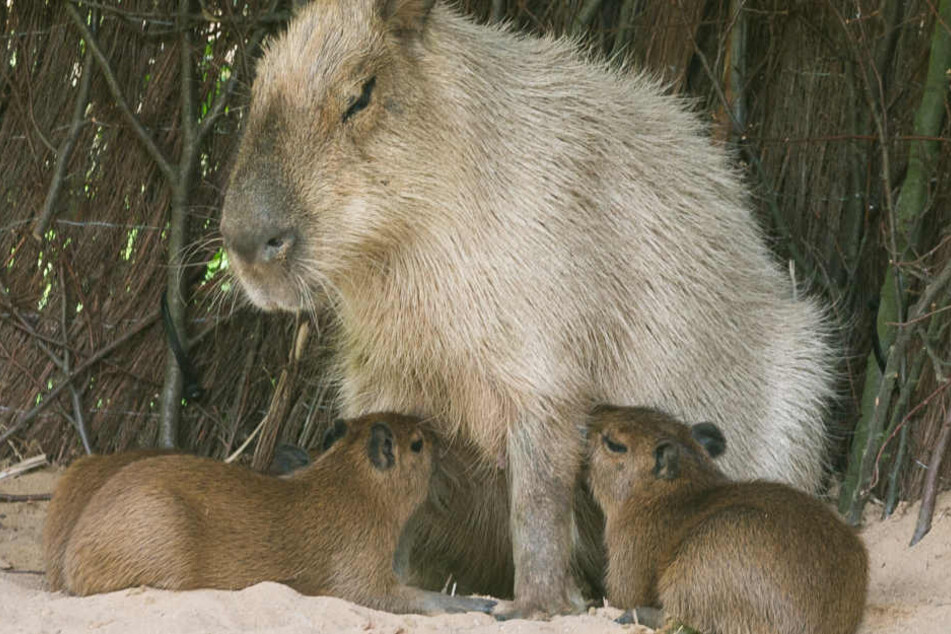 Schnuckelig sind sie, die drei kleinen Schweinchen.