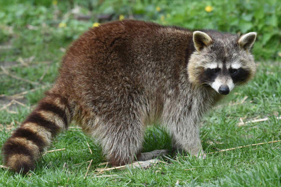 Der Waschbär macht sich über die Honigvorräte der Bienenvölker her. (Symbolbild)