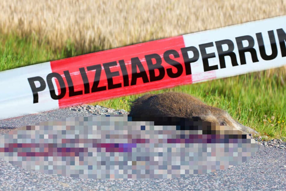 Ein Pärchen soll ein bei einem Unfall getötetes Wildschwein gestohlen haben. (Symbolbild)