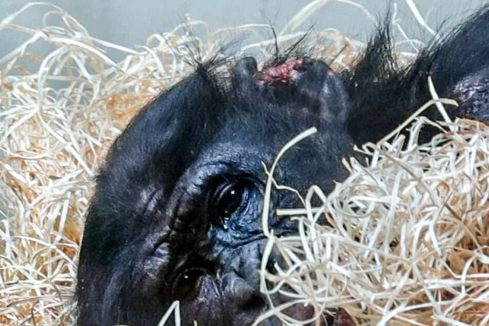 Das Bonobo-Männchen Bili liegt mit Bisswunden im Wuppertaler Zoo.