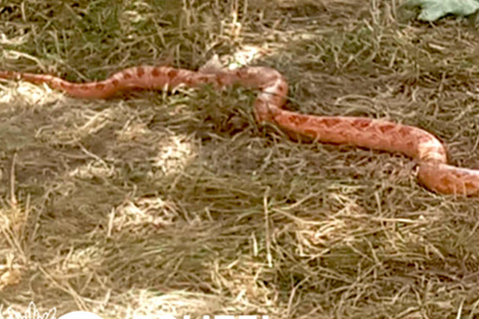 Wo kommt ein zwei Meter großes Reptil im Ruhrgebiet her?