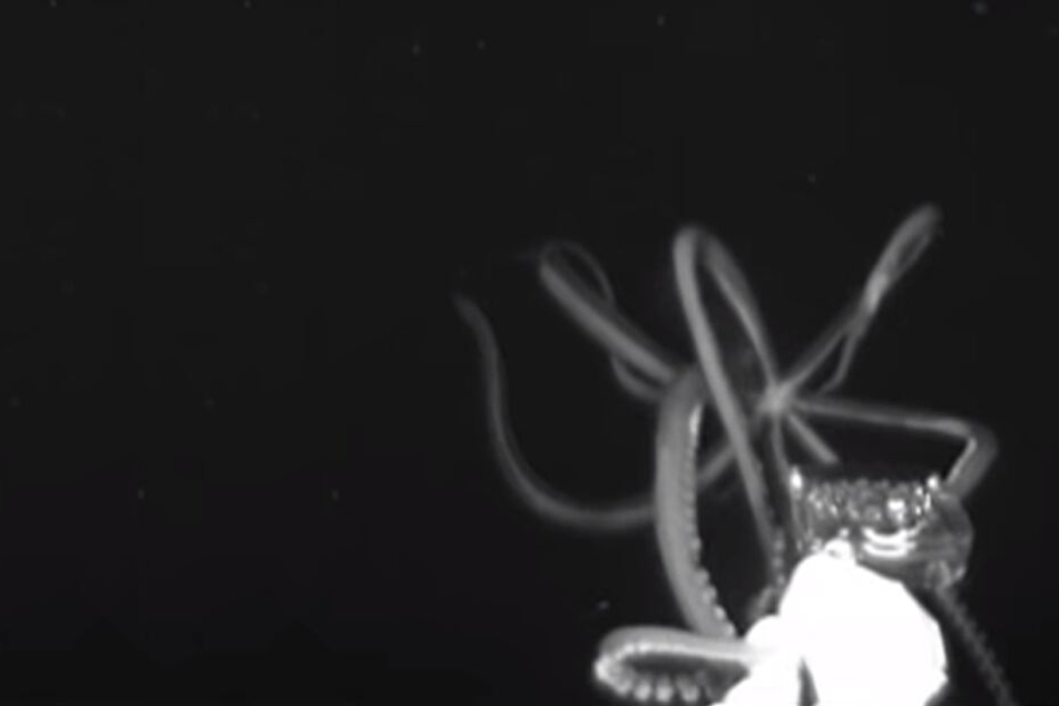 Die vier Meter lange Kreatur wurde vom Kamerasystem "Medusa" aufgenommen.