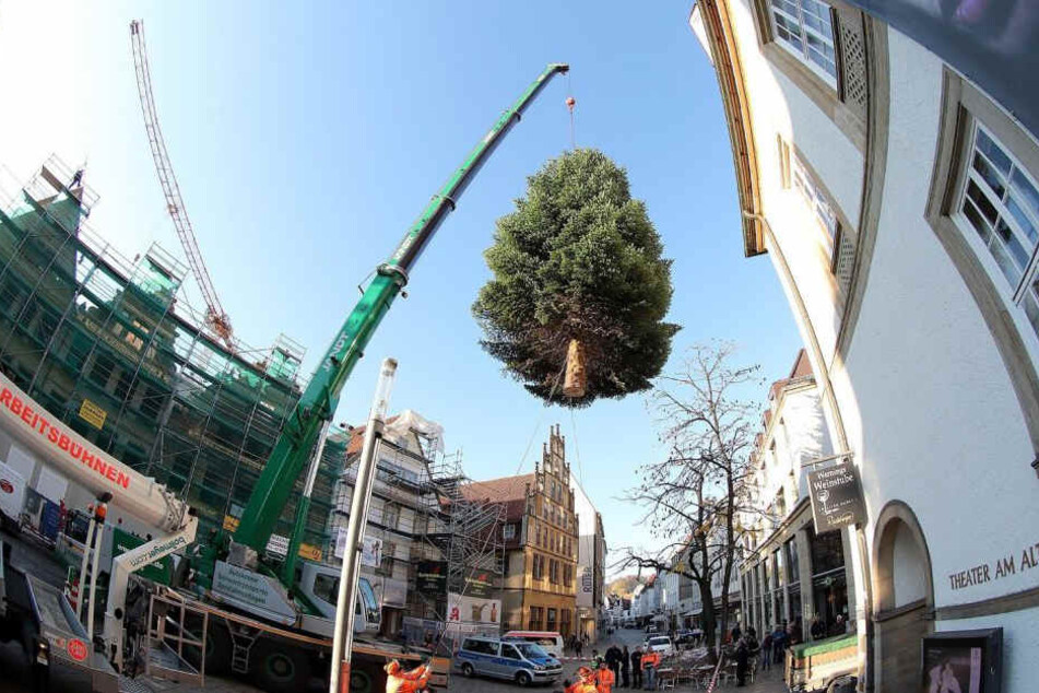 Ein Kran hievte den ersten Weihnachtsbaum bereits auf den Alten Markt.