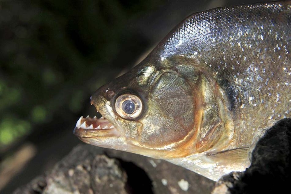Der General, der in das Piranha-Aquarium geworfen wurde, soll angeblich einen Putsch geplant haben.