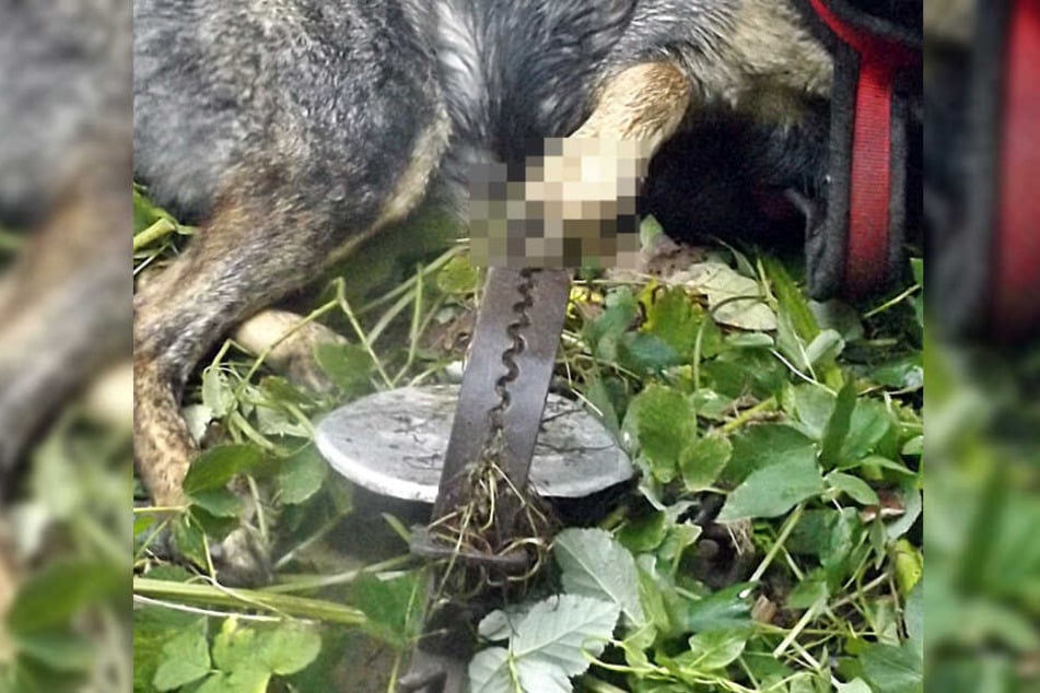 Das Bein des Hundes blieb in der Falle stecken.