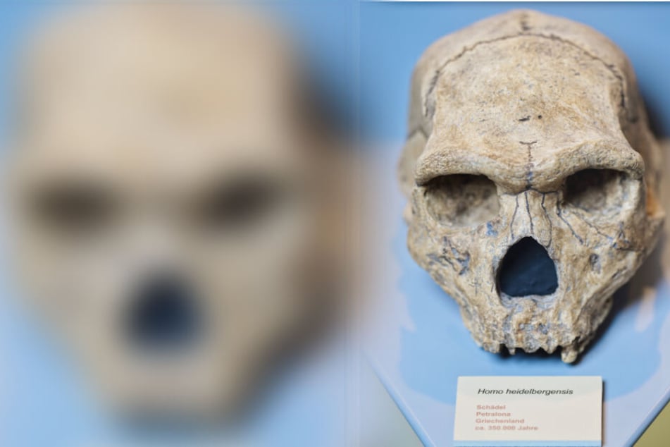 Die Replik eines im griechischen Petralona gefundenen Schädels eines Homo heidelbergensis.
