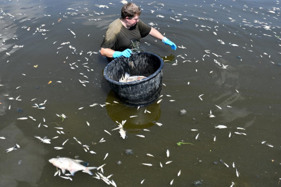 In ganz NRW sterben gerade viele Fische in den Gewässern.