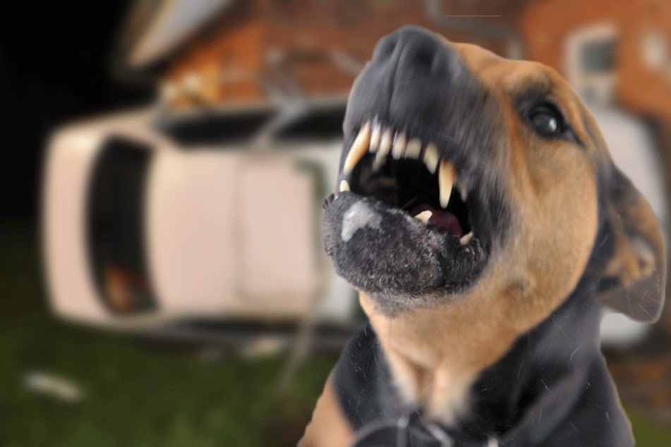 Nach dem Unfall verteidigte ein Hund sich und sein Herrchen gegen einen scheinbare Angreiferin (Symbolfoto)
