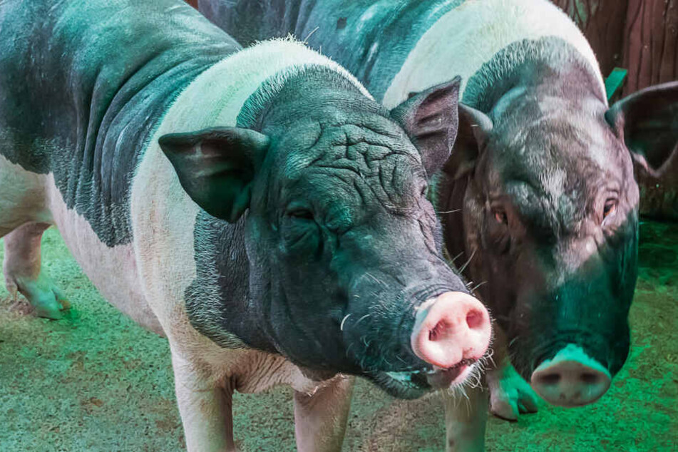Die Schweine ernährten sich von ihrem Besitzer (Symbolbild).