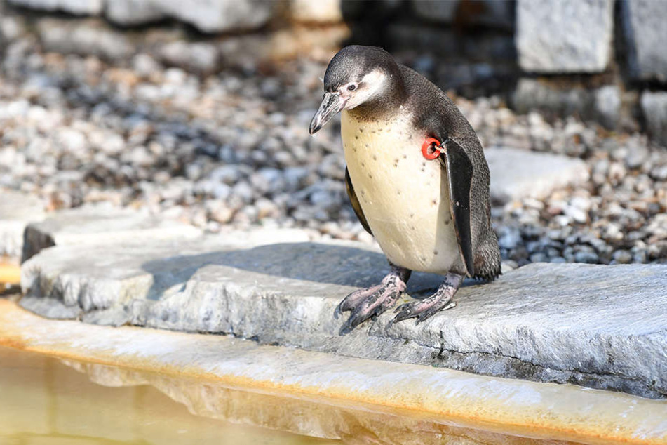 Der verschwundene Humboldt-Pinguin wurde jetzt tot aufgefunden. (Symbolbild)