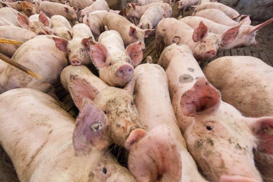 Hunderte Schweine starben nach einem Stromausfall. (Symbolbild)